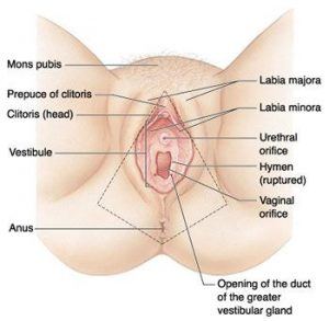 Mons Liposuction, Vaginal Rejuvenation